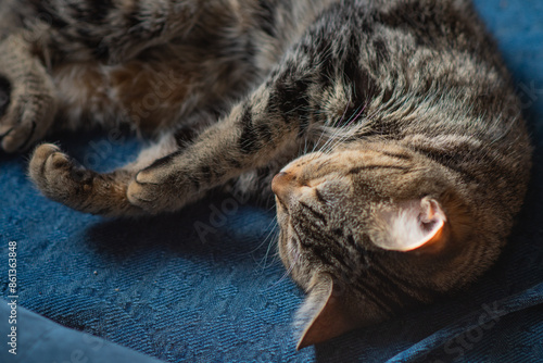 Photography Selective focus background image of a house cut relaxing sleeping on the couch,
