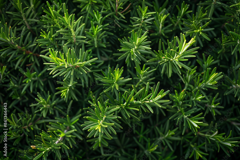 Close Up of Lush Green Rosemary Bush Nature, Gardening, Herbal, Foliage, Background Close Up of Lush Green Rosemary Bush Nature, Gardening, Herbal, Foliage, Background