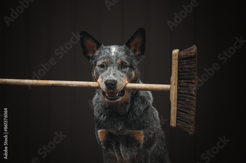 Heeler dog assistant with mop