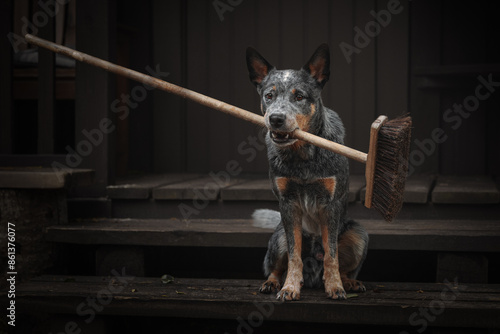 Heeler dog assistant with mop