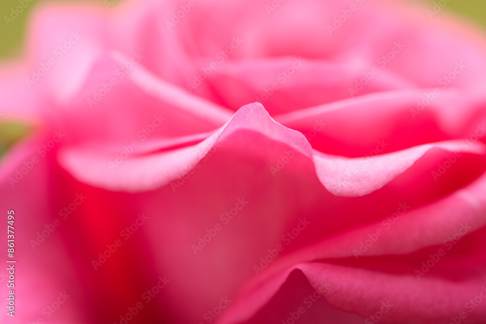 Abstract background of pink rose petals macro close up selective focus. Abstract background of pink rose petals macro close up selective focus.
