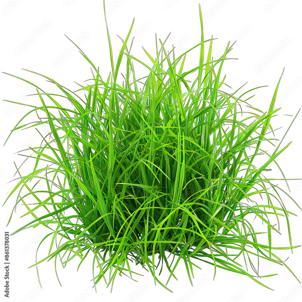 Obraz premium Green grass
