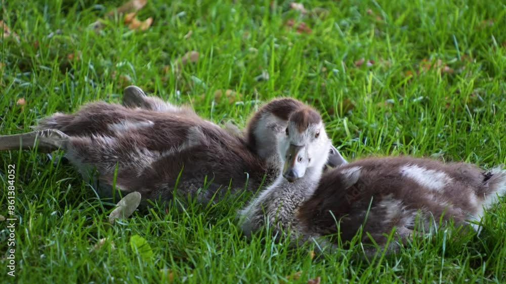 Young egyptian geese family sitting on a meadow on a sunny day. Young egyptian geese family sitting on a meadow on a sunny day.