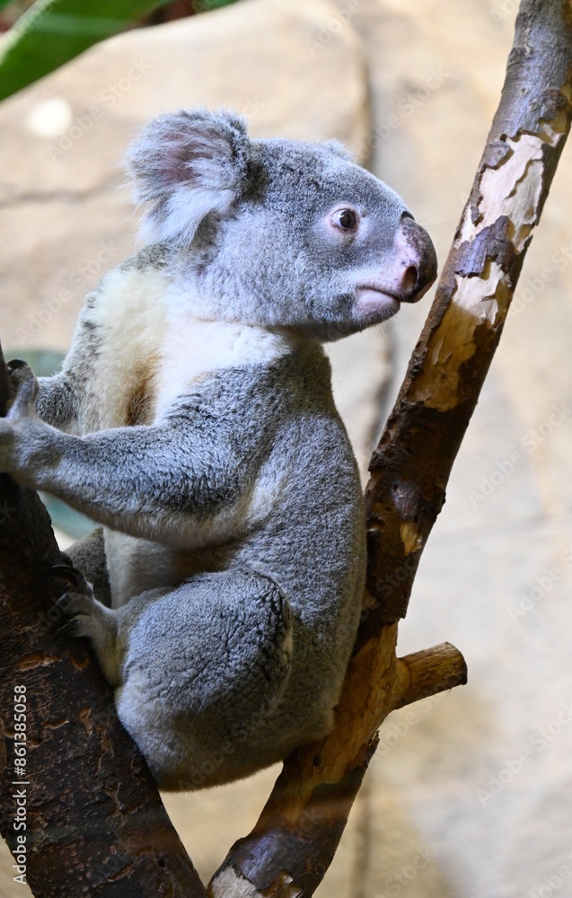 Obraz premium A koala on an eucalyptus branch