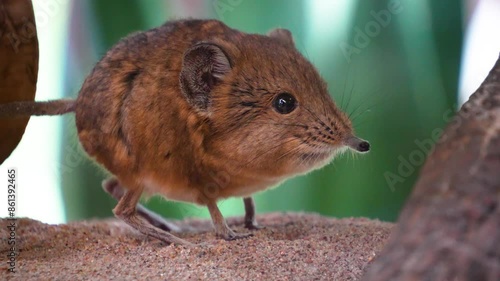 Close up view of an Elephant shrew resting and wiggling it's nose photo