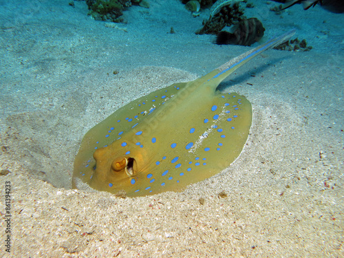 A foraging Bluespotted stingray Taeniura lymma      photo