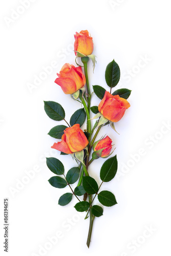 Flowers orange red roses on a white background with space for text. Top view, flat lay