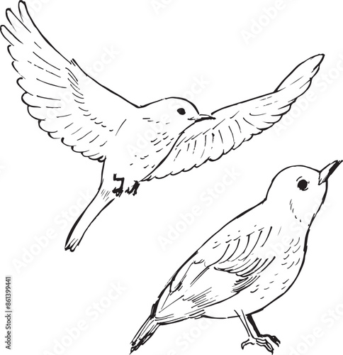 Thrush bird ink drawings. Wildlife animals line illustration. Simple, sketchy style. A bird sitting and in flight sketches. Isolated on white. 