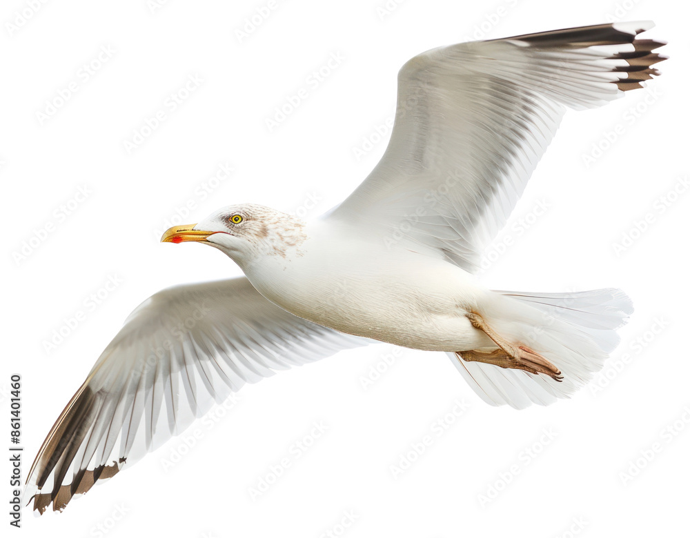 Obraz premium PNG Seagull animal flying white.