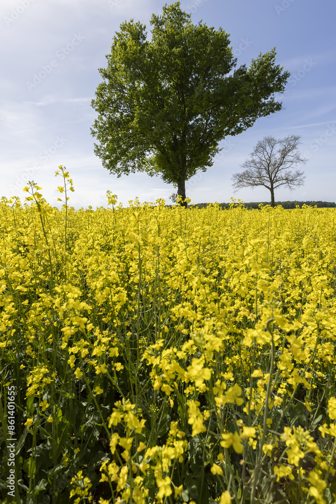 Obraz premium a tall tree growing in a rapeseed field