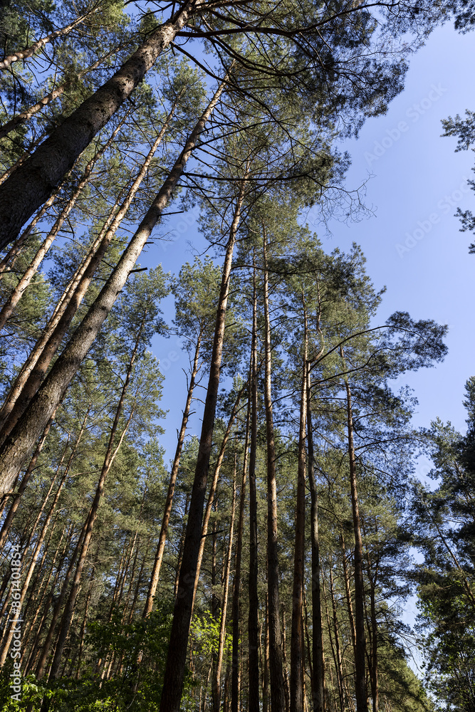 Fototapeta premium pine forest with tall trees against a blue sky background