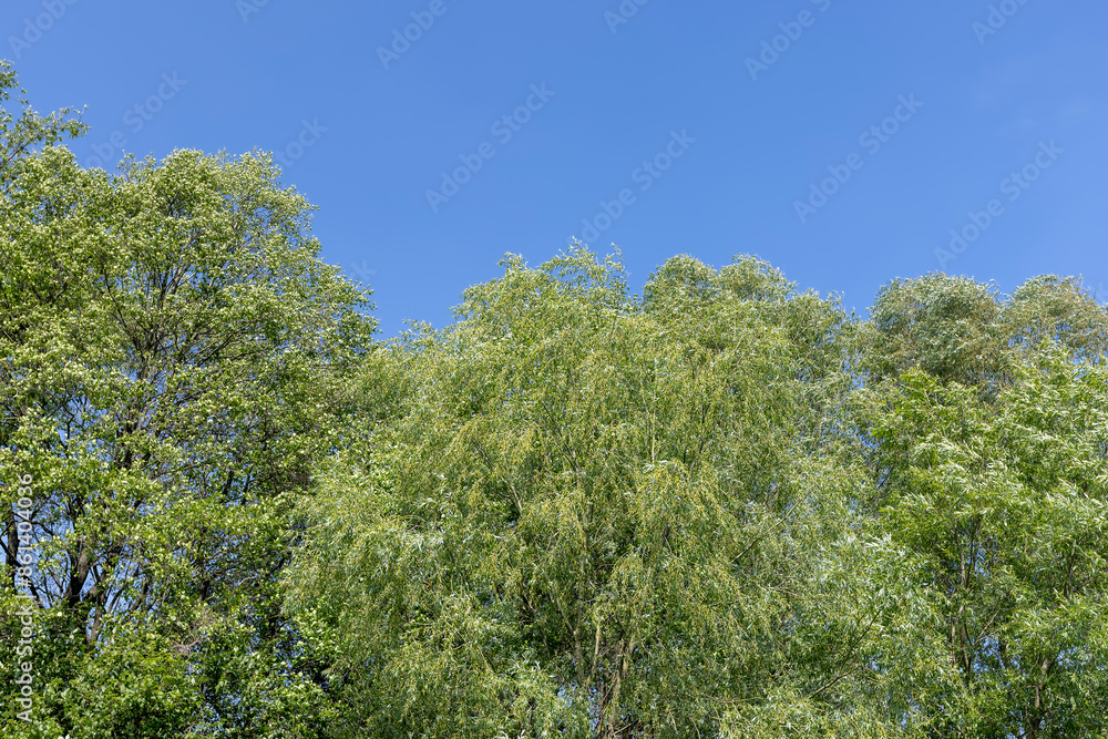 deciduous trees in windy weather in swaying foliage deciduous trees in windy weather in swaying foliage