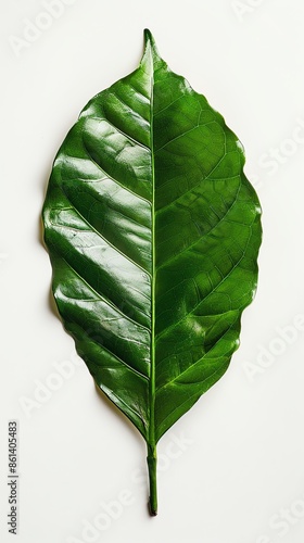 Single Coffea canephora leaf, close-up, isolated on white, showing texture and details photo