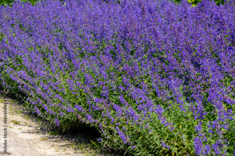 Obraz premium Selective focus of Nepeta grandiflora blue in the garden, Beautiful colorful purple flowers plant, A species of flowering plant in the mint family Lamiaceae, Nature floral pattern texture background.