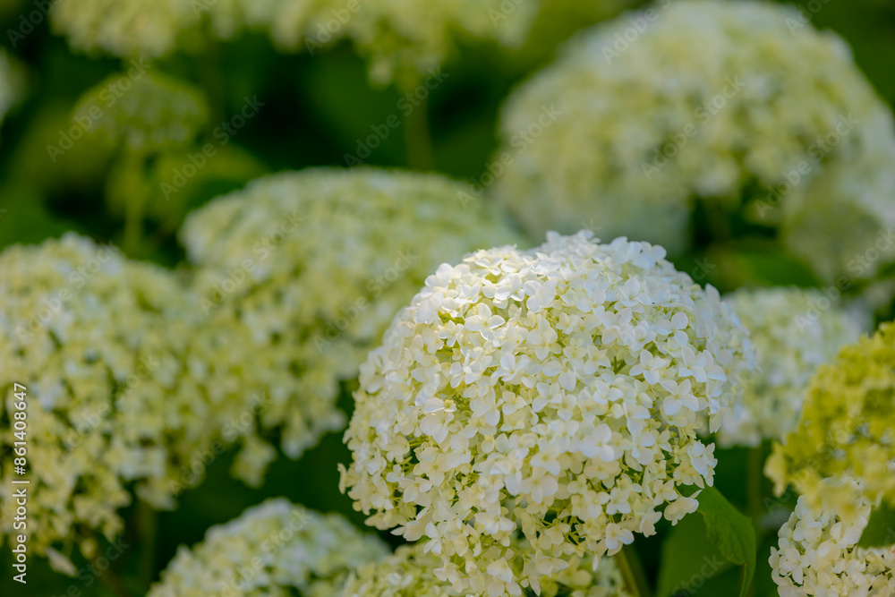 Selective focus bushes of Hydrangea Arborescens flower in the garden, White hortensia or Smooth hydrangea is a species of flowering plant in the family Hydrangeaceae, Natural floral pattern background Selective focus bushes of Hydrangea Arborescens flower in the garden, White hortensia or Smooth hydrangea is a species of flowering plant in the family Hydrangeaceae, Natural floral pattern background