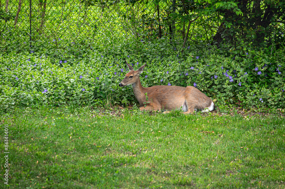 Resting Deer Resting Deer