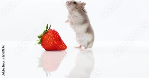 cute, small gray hamster with a strawberry on a white background
