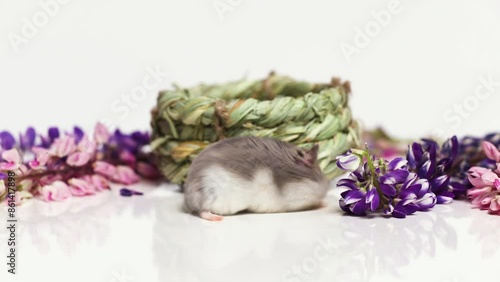 a small gray hamster in a green basket made of grass near there are lupine flowers on a white background
