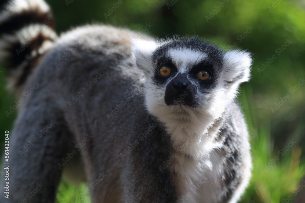Obraz premium Lemur primate animal zoo