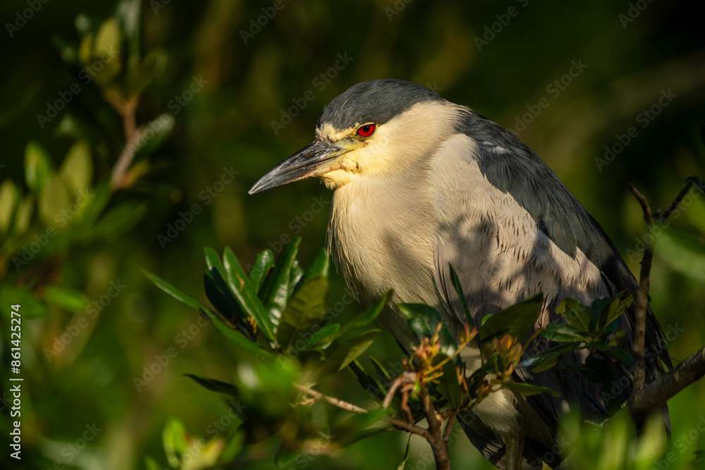 Black-crowned night heron Black-crowned night heron