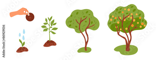 Tree growth life cycle. Growing stages from seedling to harvest. Hand plants seed in ground. Sprout makes way through soil. Green foliage crown. Fruits ripening. Garish vector concept