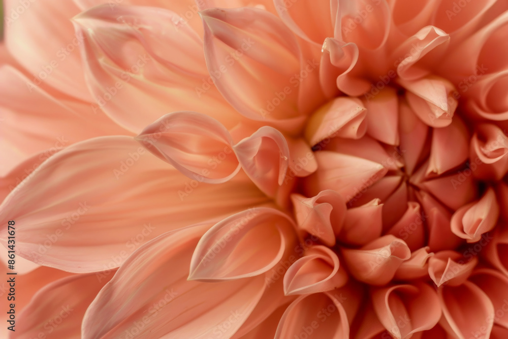 Close Up of a Beautiful Peach Dahlia Blossom in Soft Evening Light Close Up of a Beautiful Peach Dahlia Blossom in Soft Evening Light