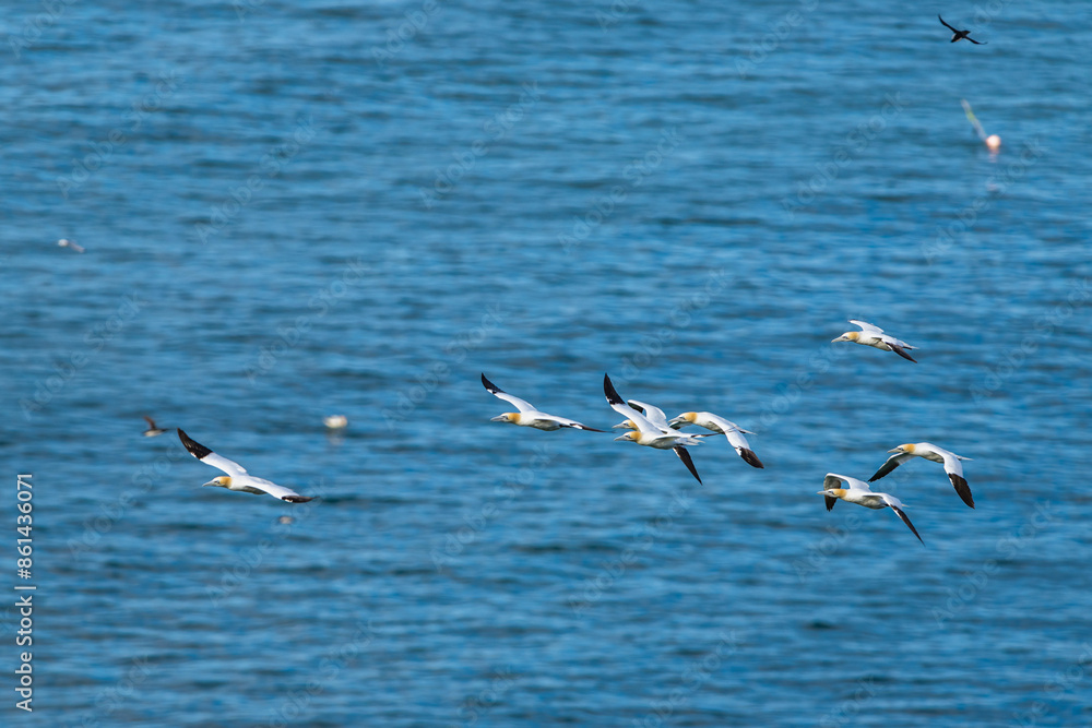 Northern Gannet, Morus bassanus, birds in flight over cliffs, Bempton Cliffs, North Yorkshire, England Northern Gannet, Morus bassanus, birds in flight over cliffs, Bempton Cliffs, North Yorkshire, England