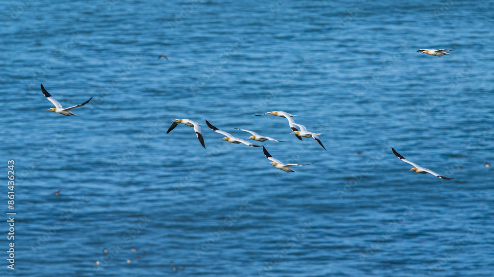 Northern Gannet, Morus bassanus, birds in flight over cliffs, Bempton Cliffs, North Yorkshire, England Northern Gannet, Morus bassanus, birds in flight over cliffs, Bempton Cliffs, North Yorkshire, England