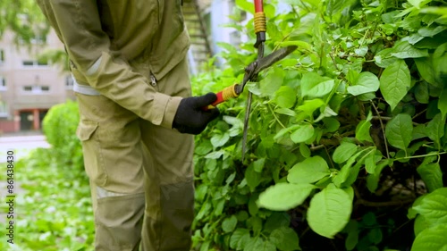 Wallpaper Mural Gardener is actively trimming the bushes with large scissors. Landscaping work in the yard. Hedge. Torontodigital.ca