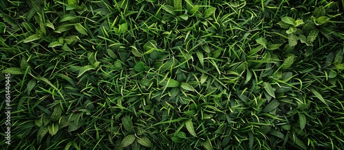 Background of lush green grass with copy space image.