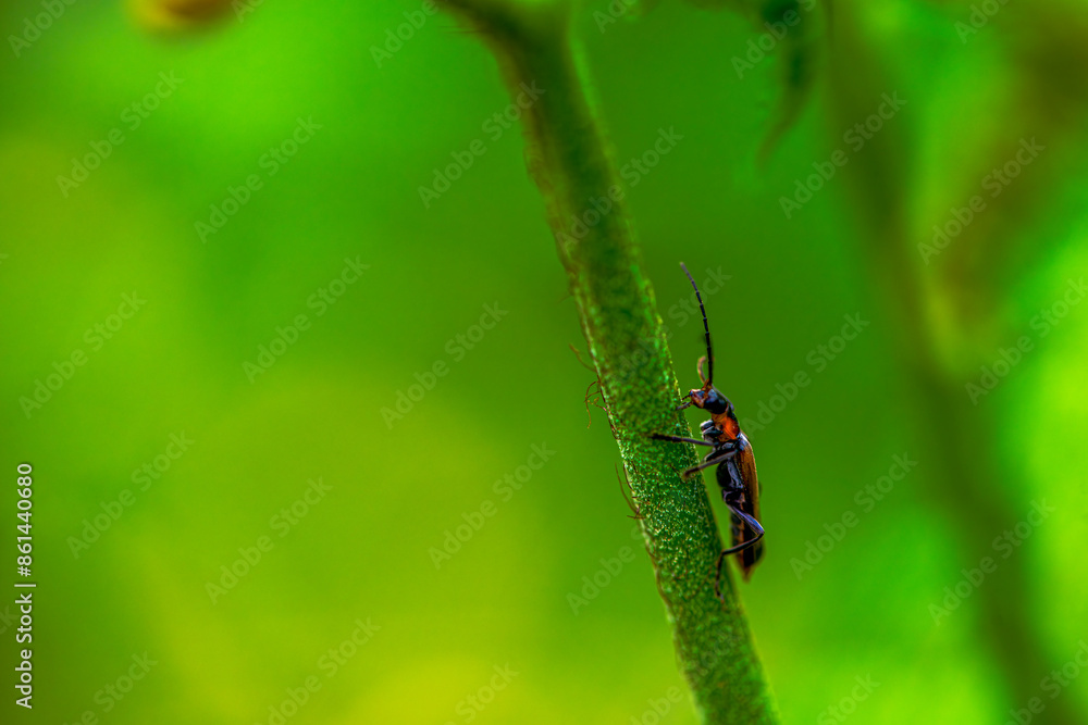Hidden Soldier: Macro Photo of Cantharidae in Green Leaves Hidden Soldier: Macro Photo of Cantharidae in Green Leaves