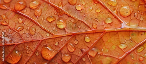 Close-up microphotography of an orange leaf with water drops, showcasing its intricate details and providing a copy space image to highlight patterns, textures, and colors of the plant.