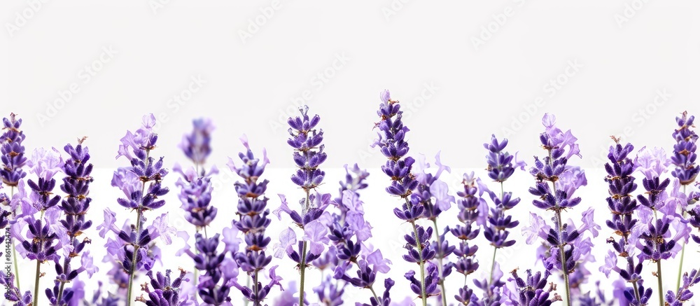 Naklejka premium Enjoy the calming scent of lavender against a serene white backdrop, perfect for adding your own copy space image.