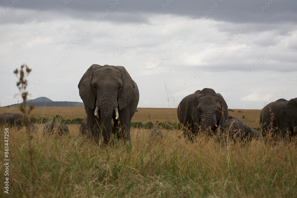 Fototapeta premium Elephant grazing