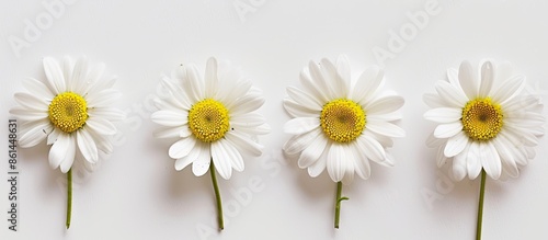 Dainty daisy blooms set against a blank backdrop for copy space image. photo