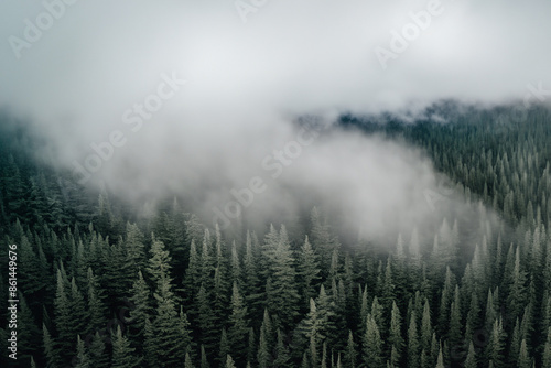 A Bird'S Eye View Of A Pine Forest, Naturalism, Anamorphic Widescreen, Thick Northern Pacific Rain Forest With Low Cloud, 2019 Trending Photo, Mist, Award Winning Magazine Photo, Aerial Spaces, Aspect