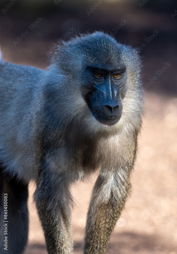 Close up portrait of a mandrill monkey with a serious expression, showcasing its distinct facial features and fur Close up portrait of a mandrill monkey with a serious expression, showcasing its distinct facial features and fur
