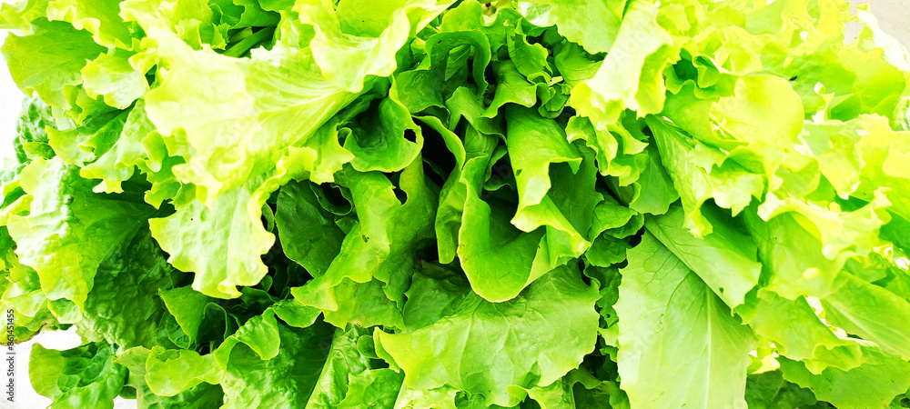 green lettuce, vegetables and salad green lettuce, vegetables and salad