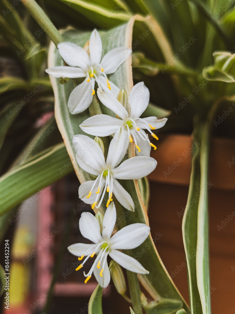 White Flowers in the House Garden White Flowers in the House Garden