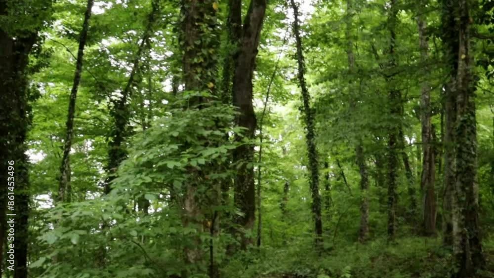 A walk through the green summer forest. The effect of walking through the forest. A walk through the green summer forest. The effect of walking through the forest.