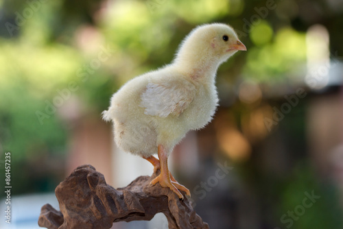 Cute little chicken isolated on nature background  © dinvector