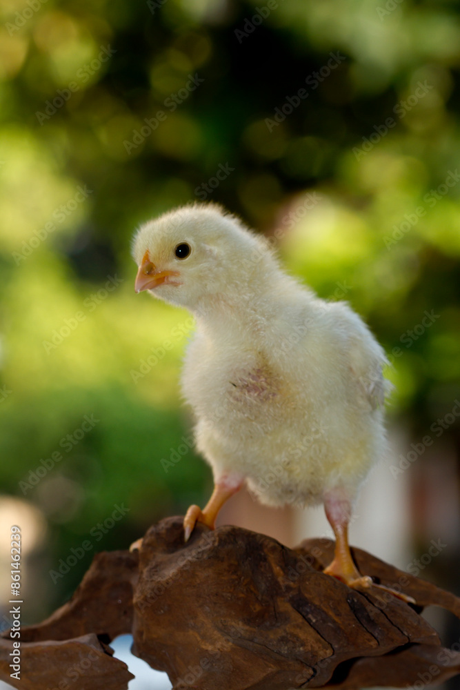 Cute little chicken isolated on nature background Cute little chicken isolated on nature background