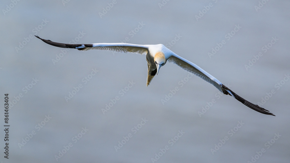 Northern Gannet, Morus bassanus, birds in flight over cliffs, Bempton Cliffs, North Yorkshire, England Northern Gannet, Morus bassanus, birds in flight over cliffs, Bempton Cliffs, North Yorkshire, England