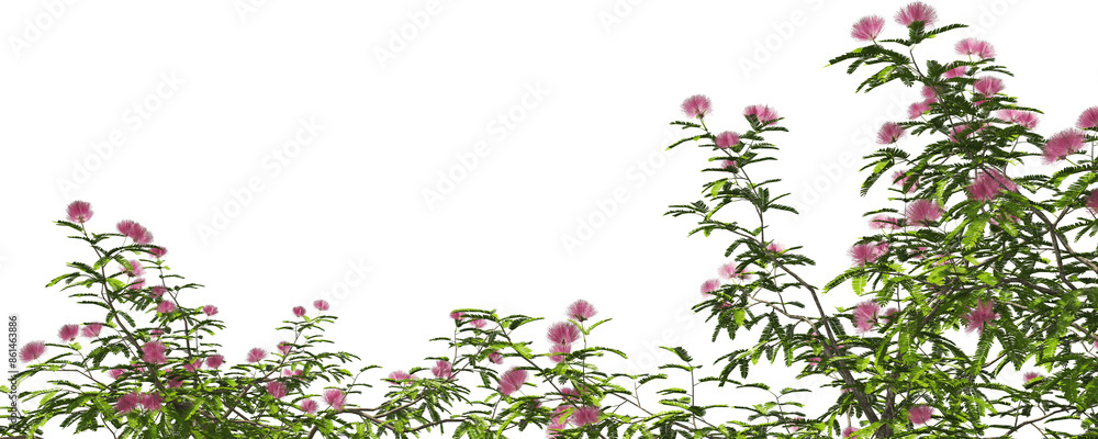 blooming shrub pink powder puff hq arch viz cut out plant
