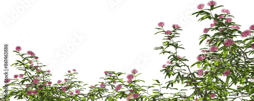 Obraz na płótnie blooming shrub pink powder puff hq arch viz cut out plant w salonie