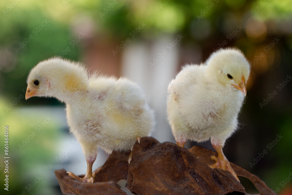 Cute little chicken isolated on nature background Cute little chicken isolated on nature background