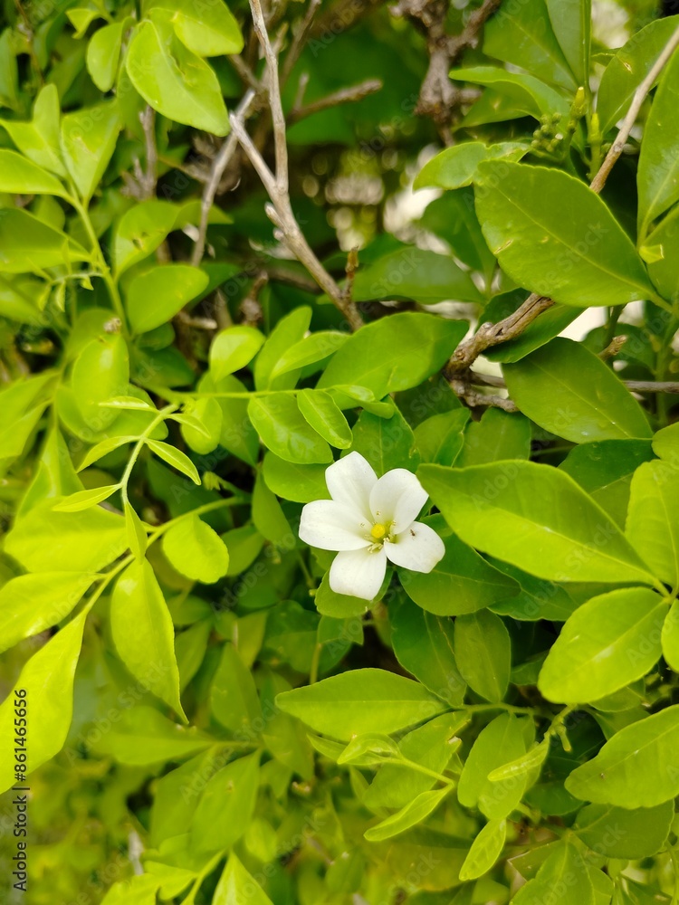 Naklejka premium blooming tree