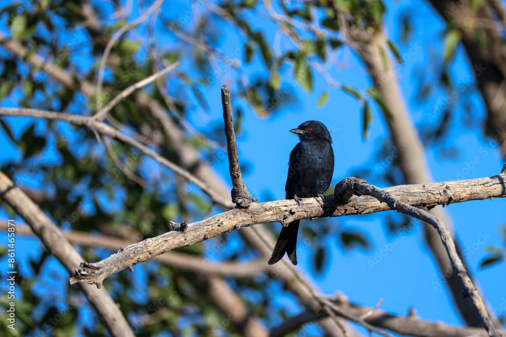 a drongo bird sits on a branch a drongo bird sits on a branch