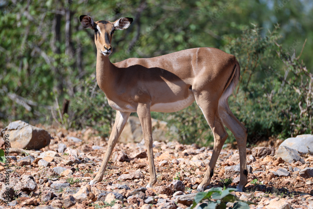 Fototapeta premium impala antelope in Namibia