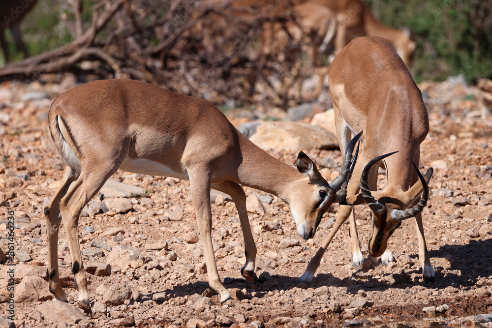 two fighting male impala antelopes two fighting male impala antelopes